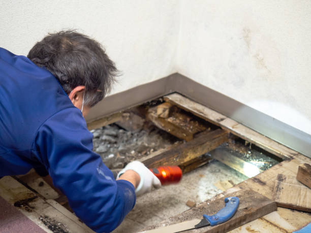 Best Local Mold Removal Service  in Brownsville, TX