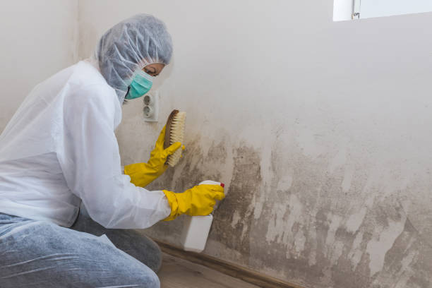Best Crawl Space Mold Removal  in Brownsville, TX