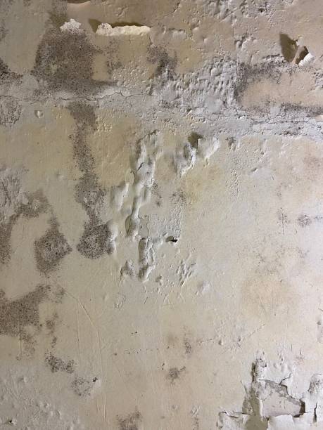 Best Local Mold Removal Service  in Brownsville, TX