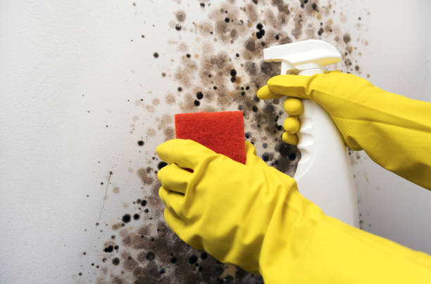 Best Office Mold Removal Services  in Brownsville, TX