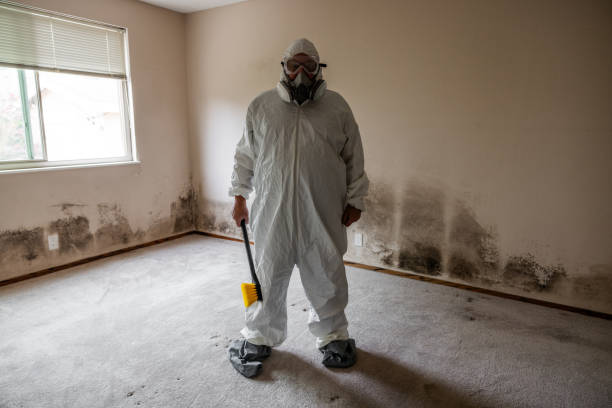 Reliable Brownsville, TX Mold Removal Solutions