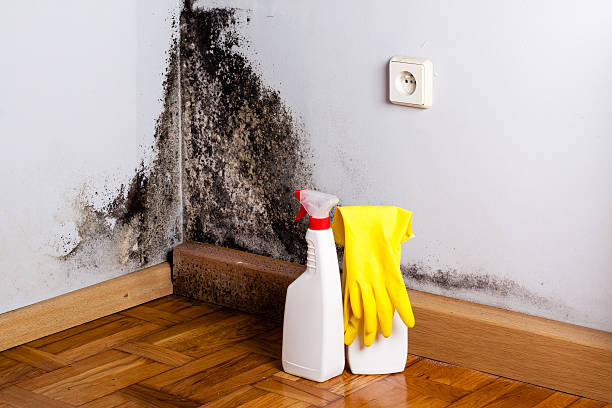 Best Mold Testing  in Brownsville, TX