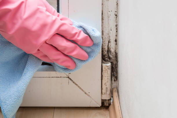 Best Same-Day Mold Removal  in Brownsville, TX
