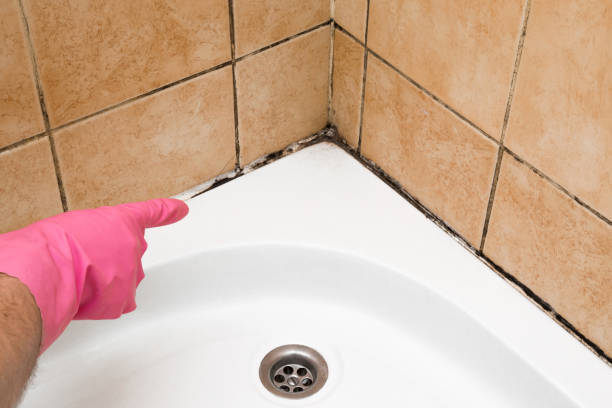 Best Mold Remediation  in Brownsville, TX
